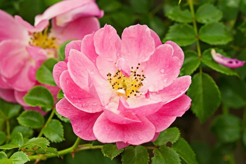 flor rosa de mosqueta